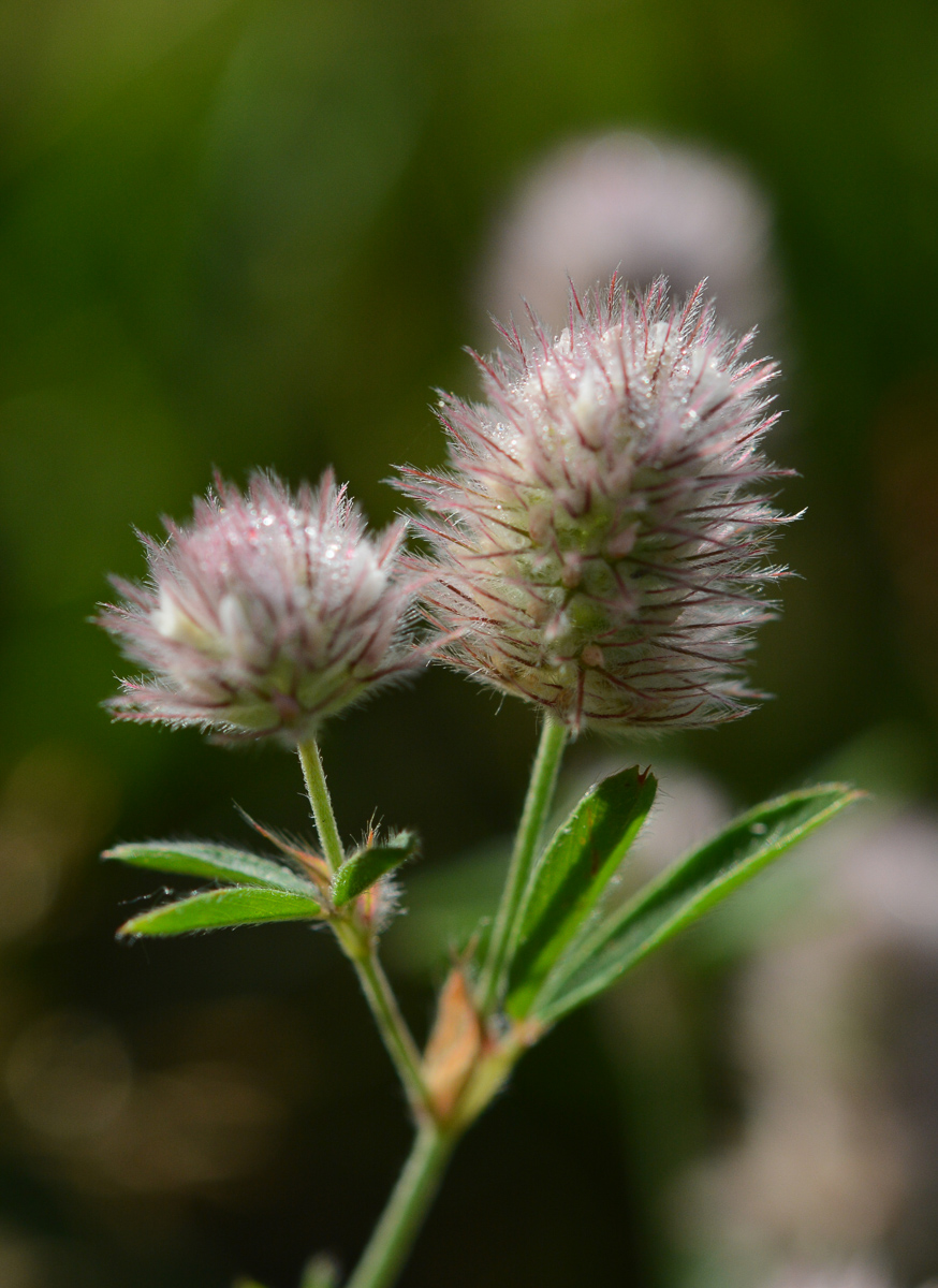 HasenkleeMR_2013 08 15_6873