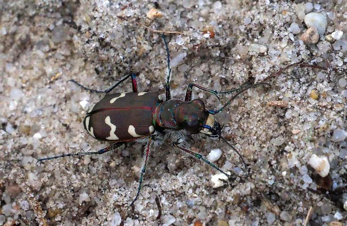 IrisWoltmann_Sandmagerrasen_WHV_DünenSandlaufkäfer_Cicindela hybrida_21_08_2021_IW