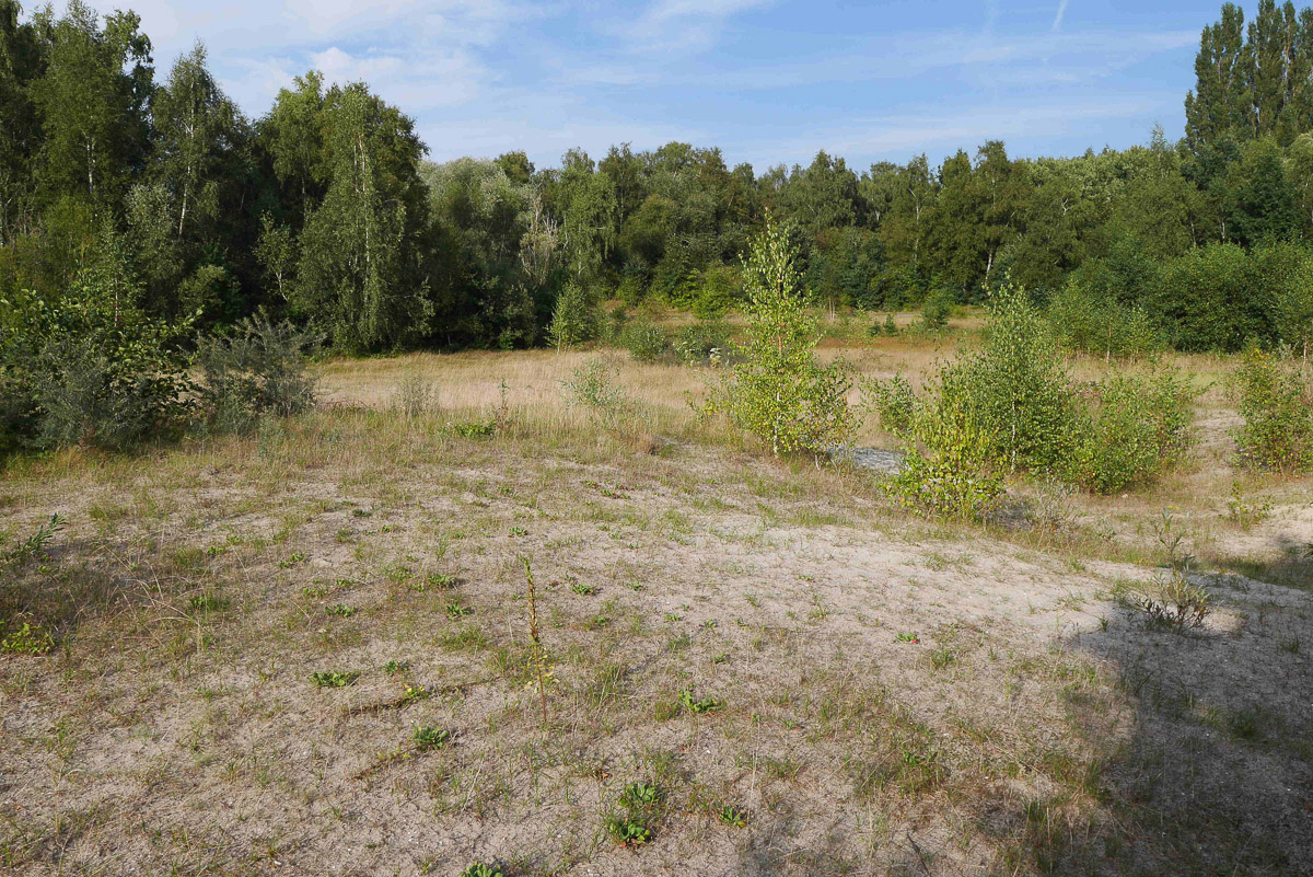 KleinWangerooge_Sandmagerrasen_20240827_KD_P1040025