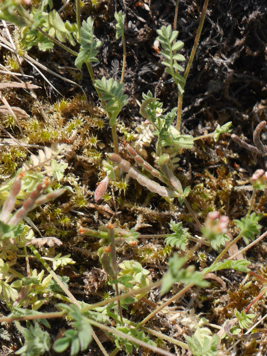 Vogelfuß_KleinWangerooge_202506_KD_34a